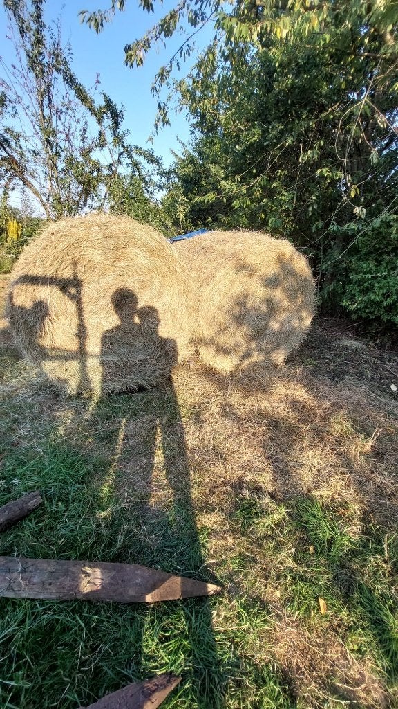 Grote balen hooi, Dieren en Toebehoren, Dierenvoeding, Ophalen