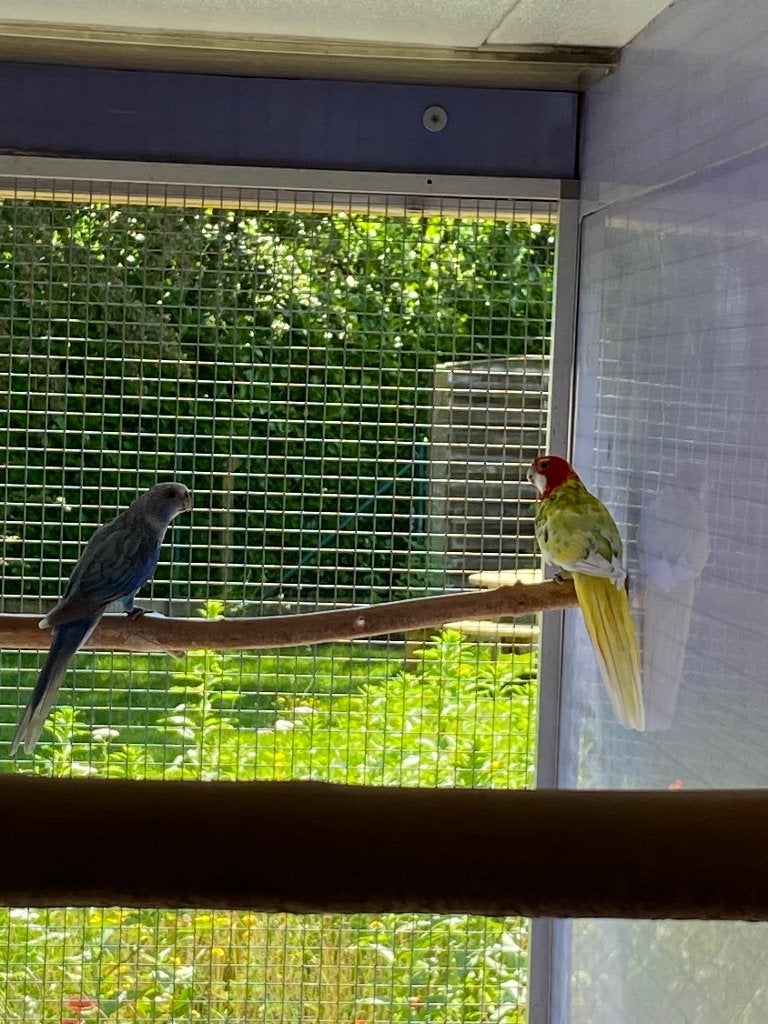 Rosella's, Dieren en Toebehoren, Vogels | Parkieten en Papegaaien, Meerdere dieren, Parkiet, Geringd