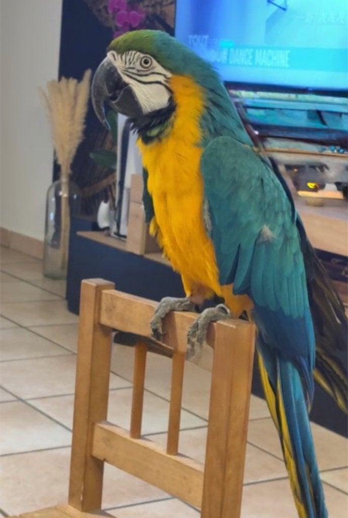 Ara ararauna, Animaux & Accessoires, Oiseaux | Perruches & Perroquets, Mâle, Perroquet, Parleur