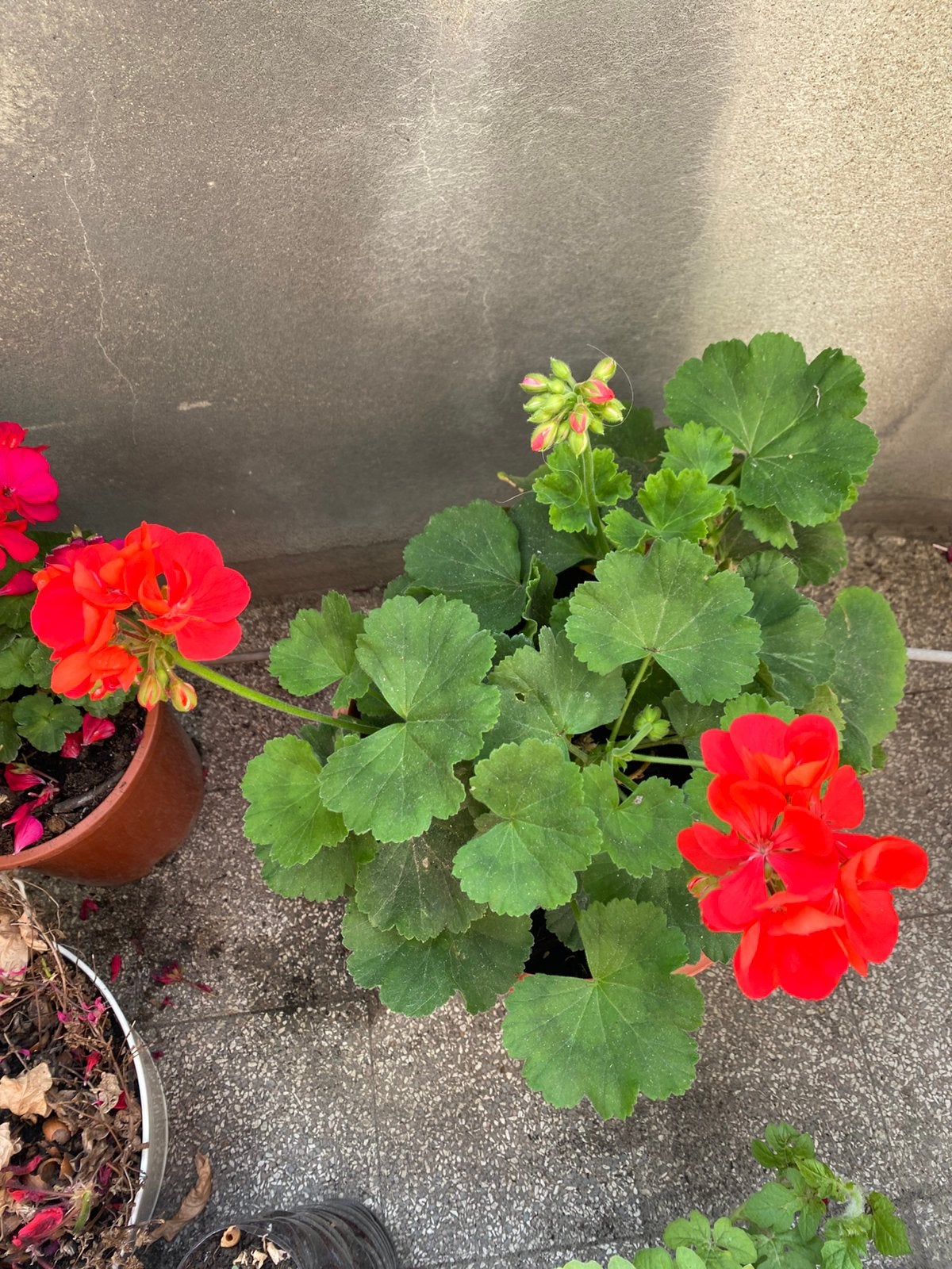 Geranium rouge, Enlèvement
