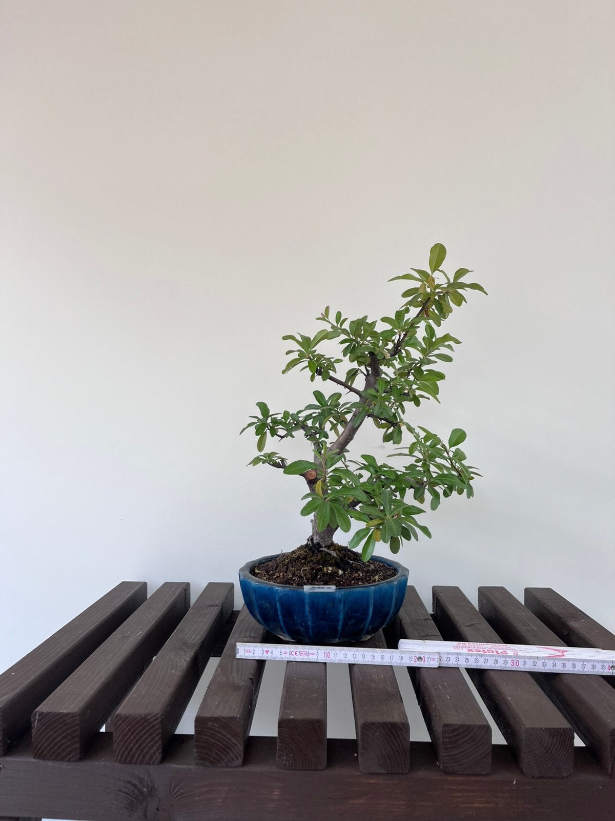 Pyracantha bonsai, Ophalen