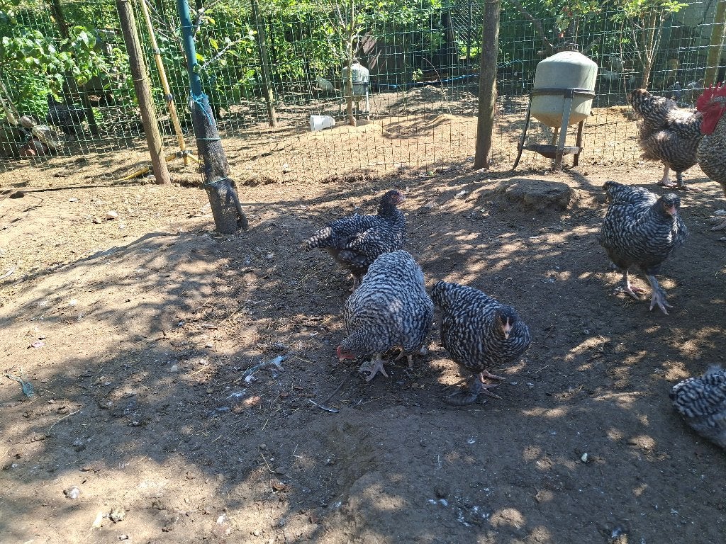 Jonge trio's mechelse koekoek en poule de bresse