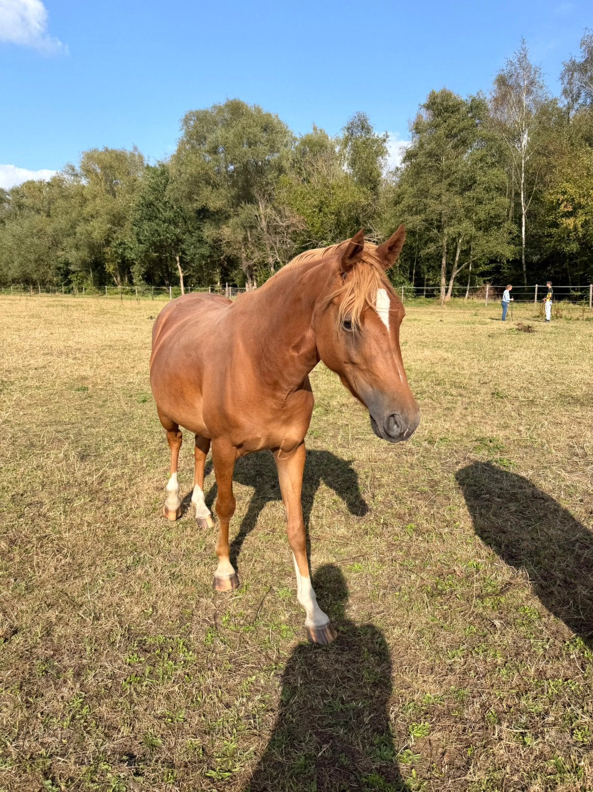 4 jarige pony te koop, Jument, Non dressé, Cheval de saut, 3 à 6 ans