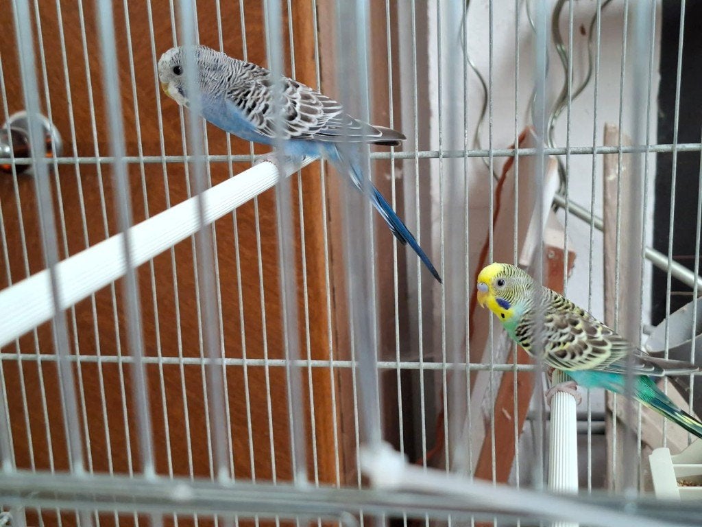 grasparkieten geboren 2026, Plusieurs animaux, Perruche