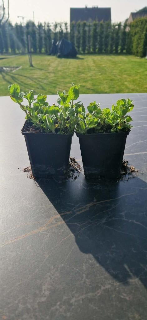 Mentha villosa ‘Mojito’, Ophalen of Verzenden, Vaste plant, Kruiden