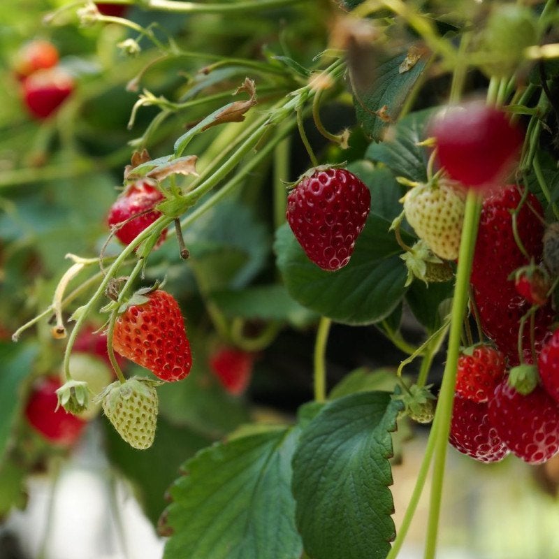Lot de 20 fraisiers, Enlèvement, Plante fixe, Plantes fruitières, Mi-ombre