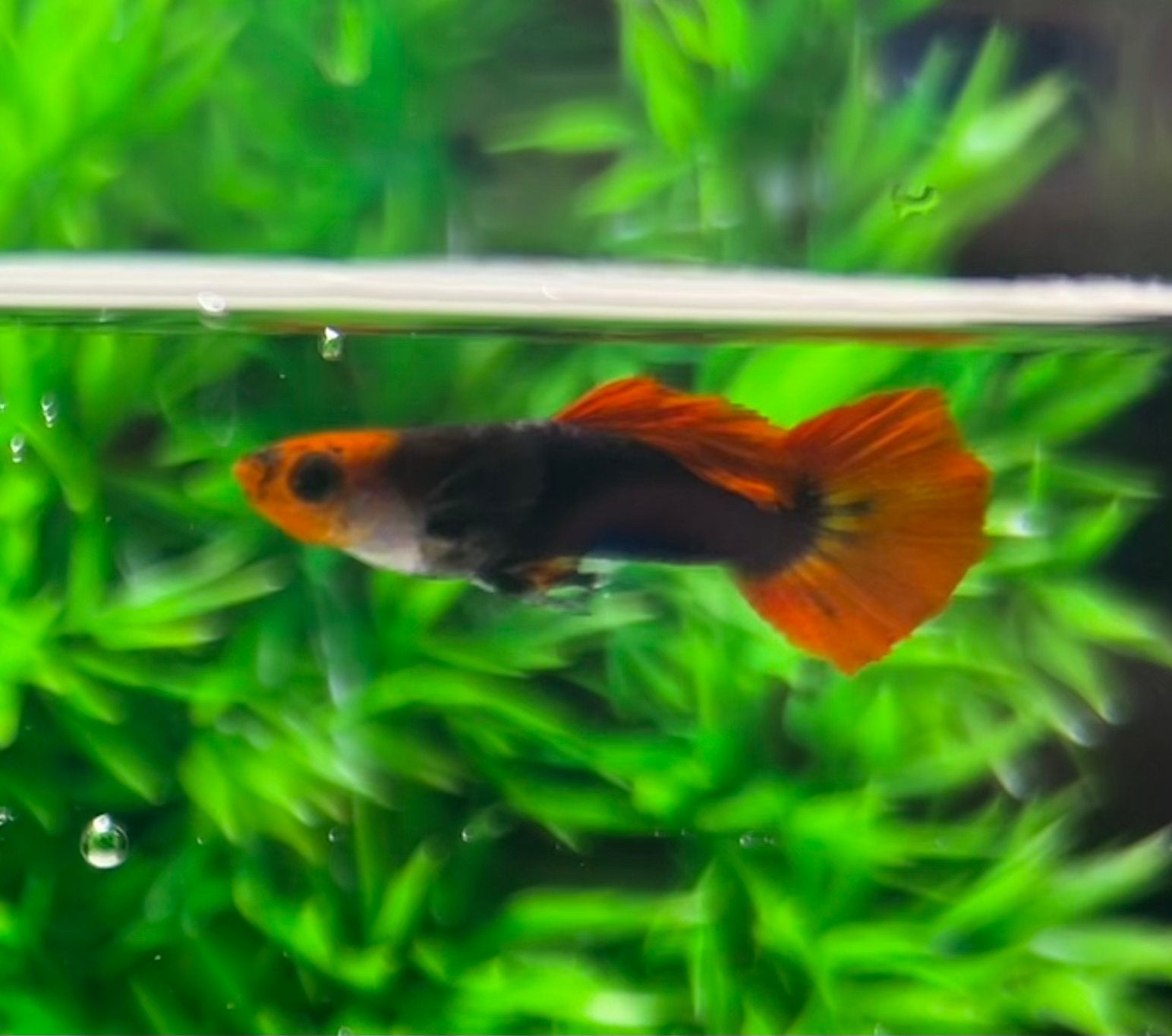 Red Cap Brazilian Tuxedo guppy