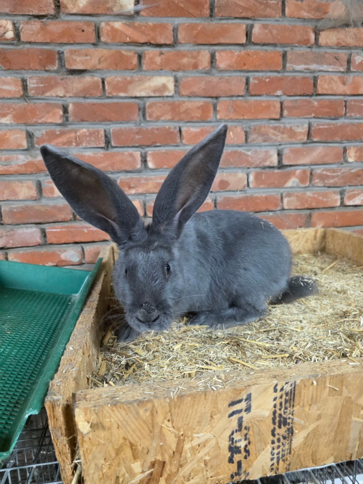 Blauwe vlaamse reus, Dieren en Toebehoren, Konijnen
