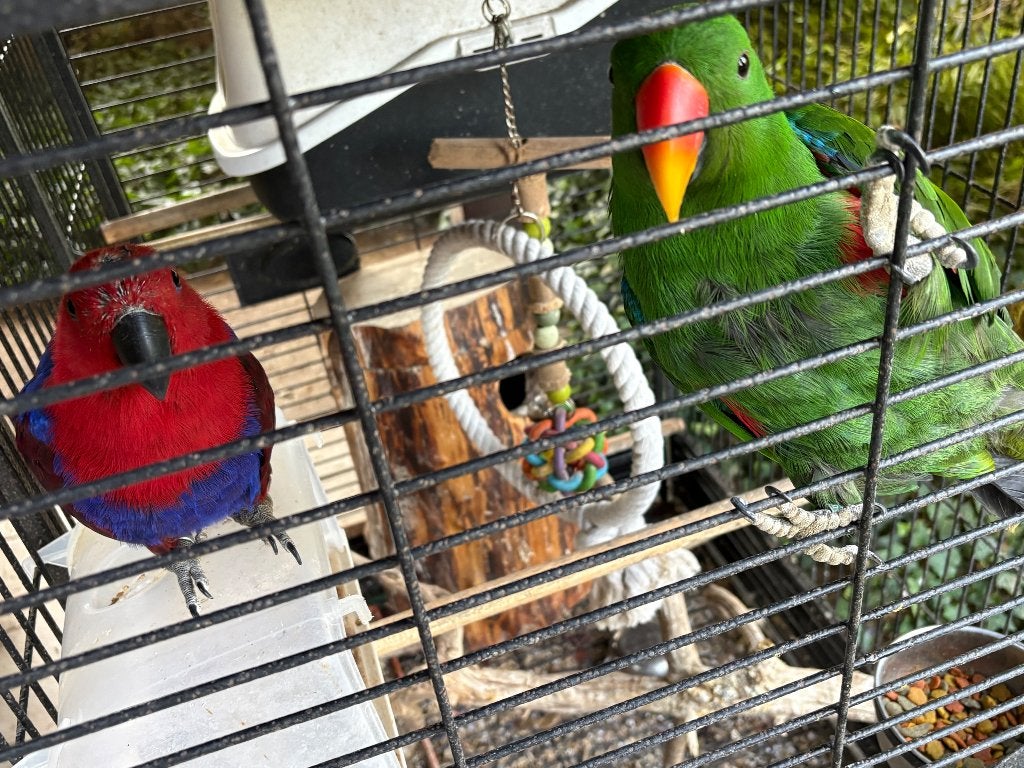 Eclectus, Femelle, Perroquet, Bagué
