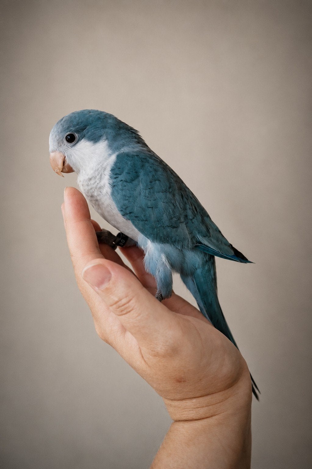 PRACHTIGE Tamme Muisparkiet Blauw 2026, Sexe inconnu, Perroquet, Parleur