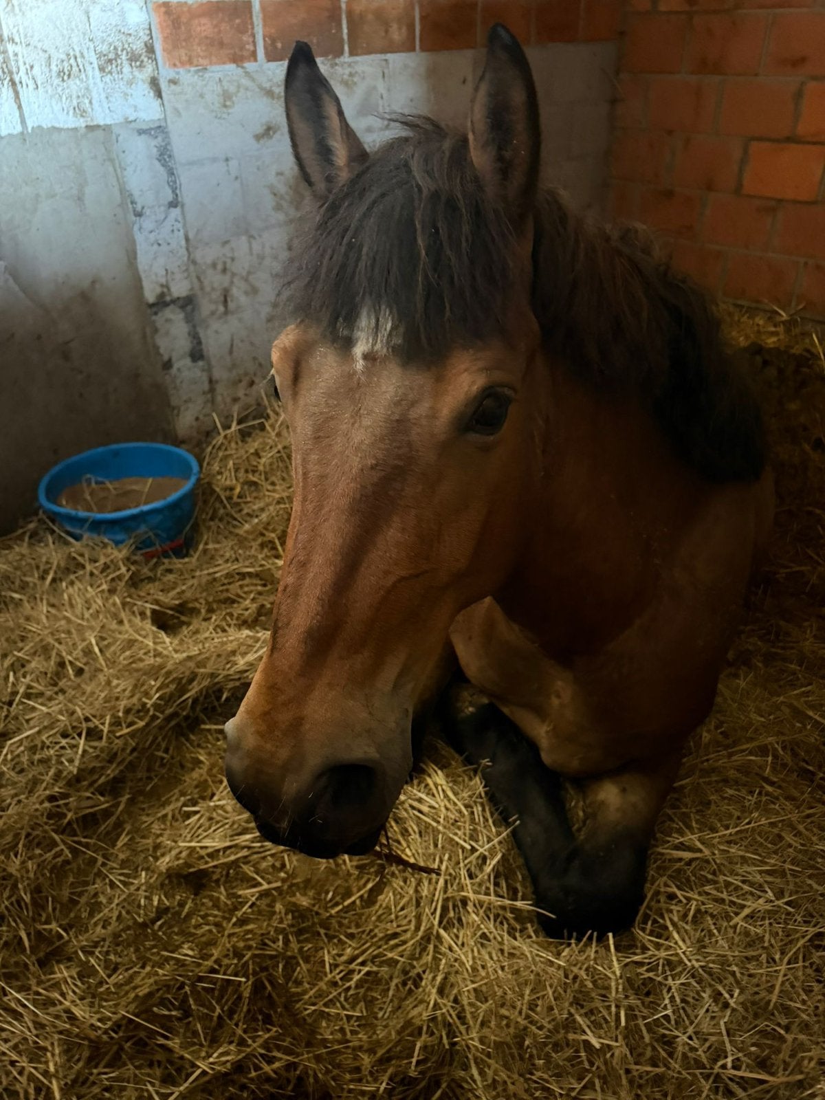 Menpaard, Hongre