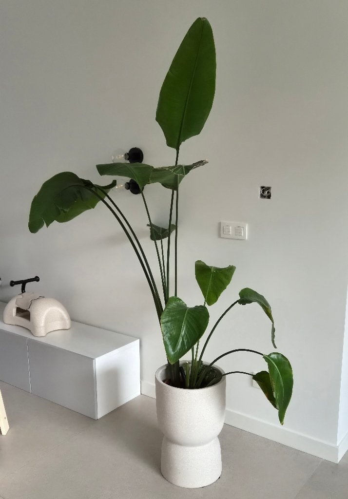 Grote paradijsvogelplant - Strelitzia Nicolai, Ophalen, In pot
