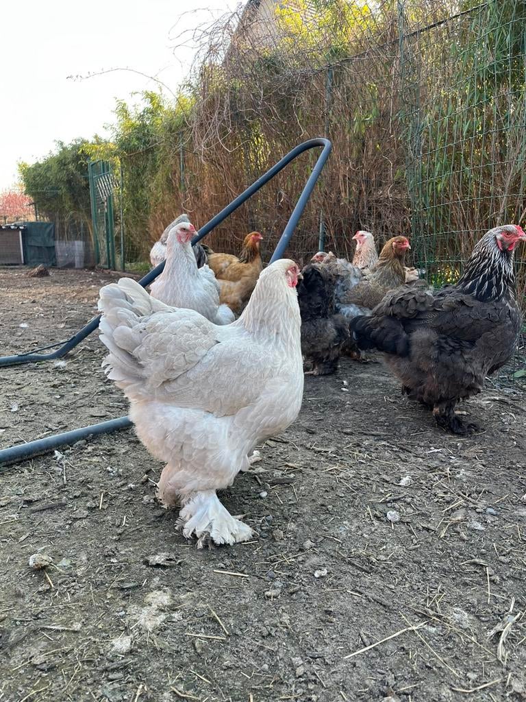 Brahma kippen hennen en haan verschillende kleuren, Dieren en Toebehoren, Pluimvee, Meerdere dieren, Kip