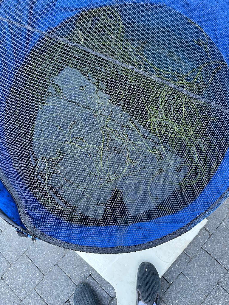 Alle gerief voor de vijver wegens stoppen hobby, Tuin en Terras, Ophalen, Zo goed als nieuw, Overige typen
