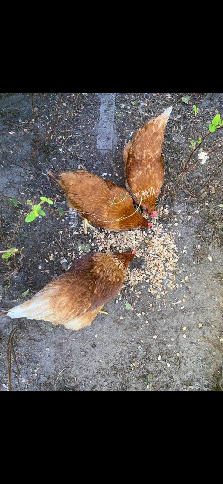 3 Kippen jong