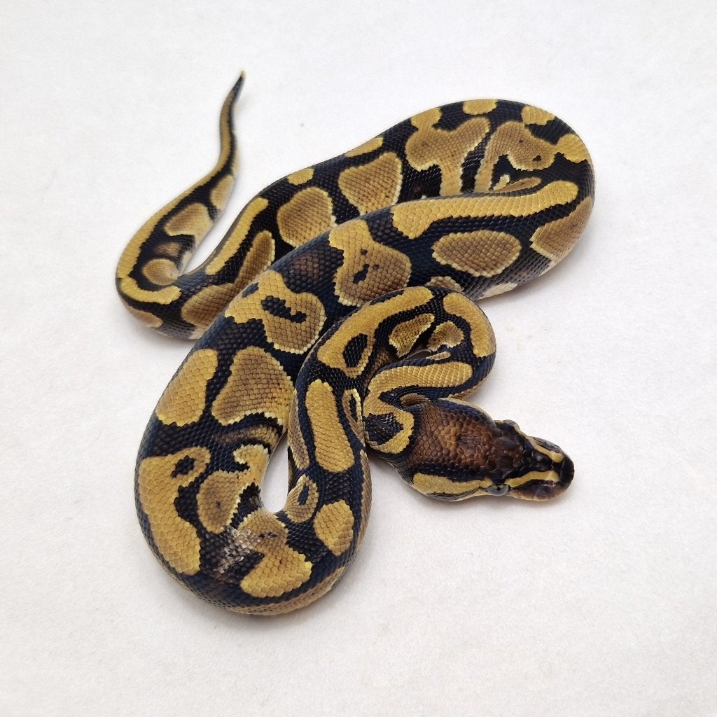 het Neo het Pied koningspython man Ball Python - male for sale from jurgen