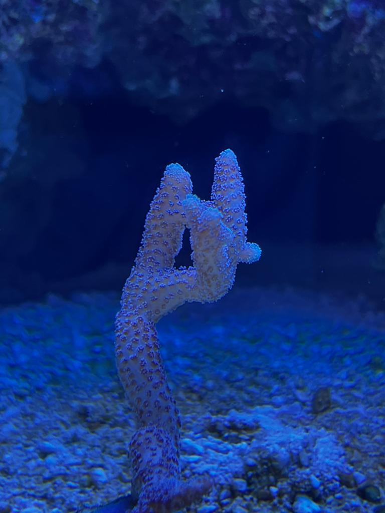Koraal, Dieren en Toebehoren, Vissen | Aquariumvissen, Overige typen, Zoutwatervis