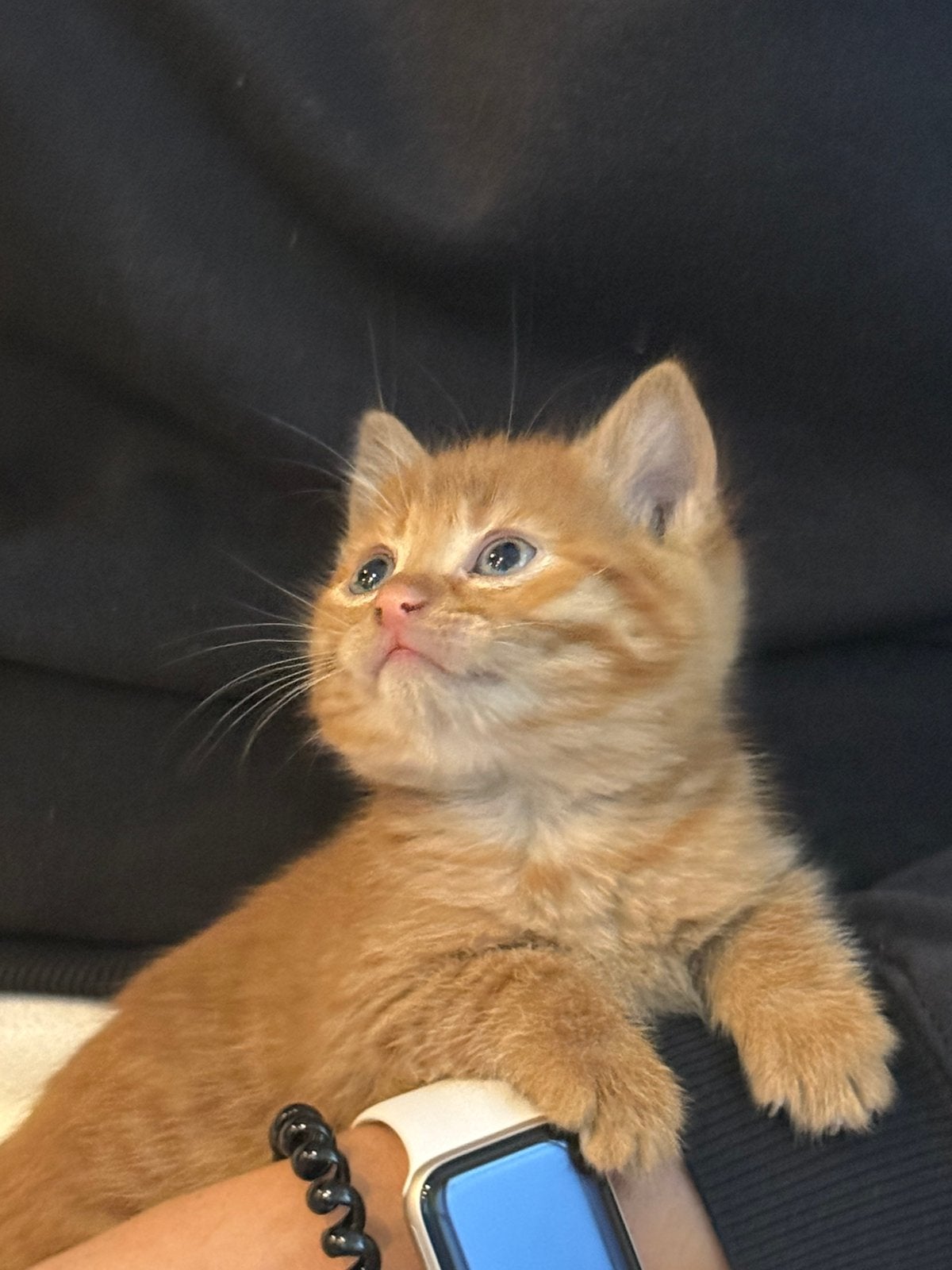 Lieve katertjes zoeken een warm en liefdevol thuis, Kater, Ontwormd, 0 tot 2 jaar