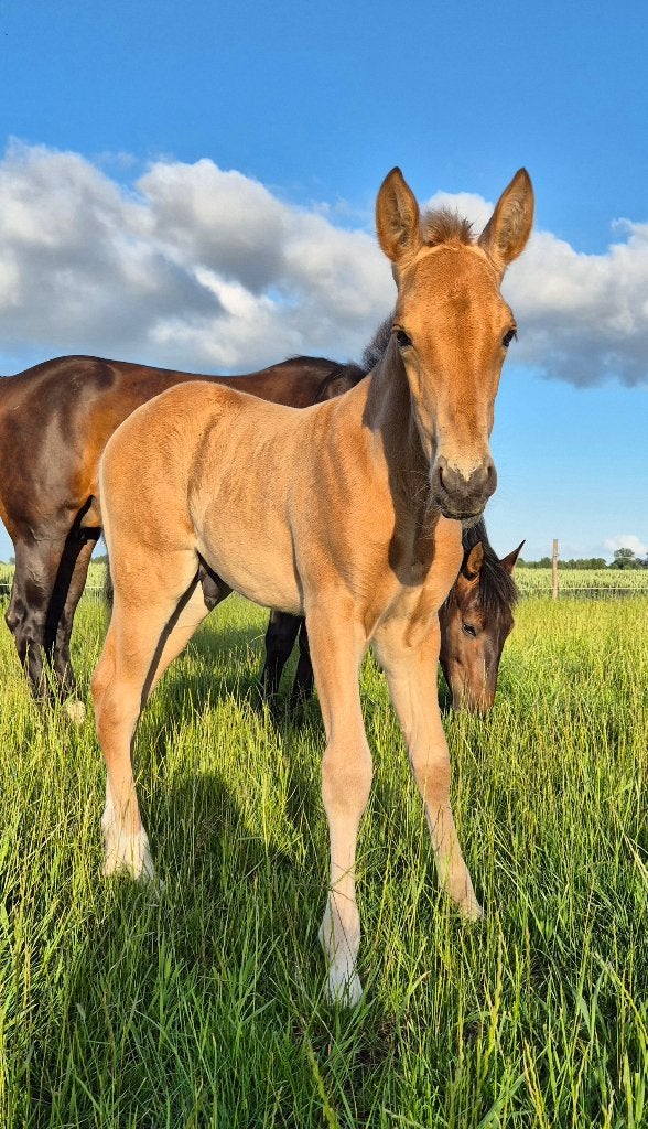 Buckskin PRE veulen, Dieren en Toebehoren, Paarden, Niet van toepassing, 0 tot 2 jaar, Hengst, Gechipt
