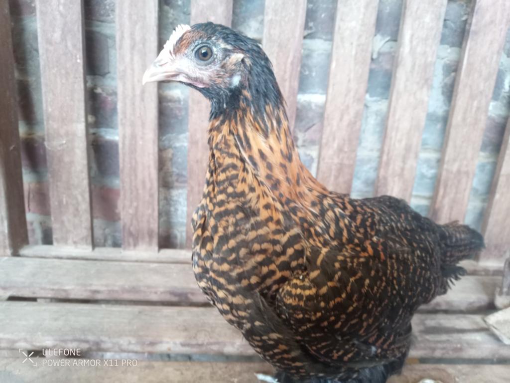 Legkippen, Dieren en Toebehoren, Meerdere dieren