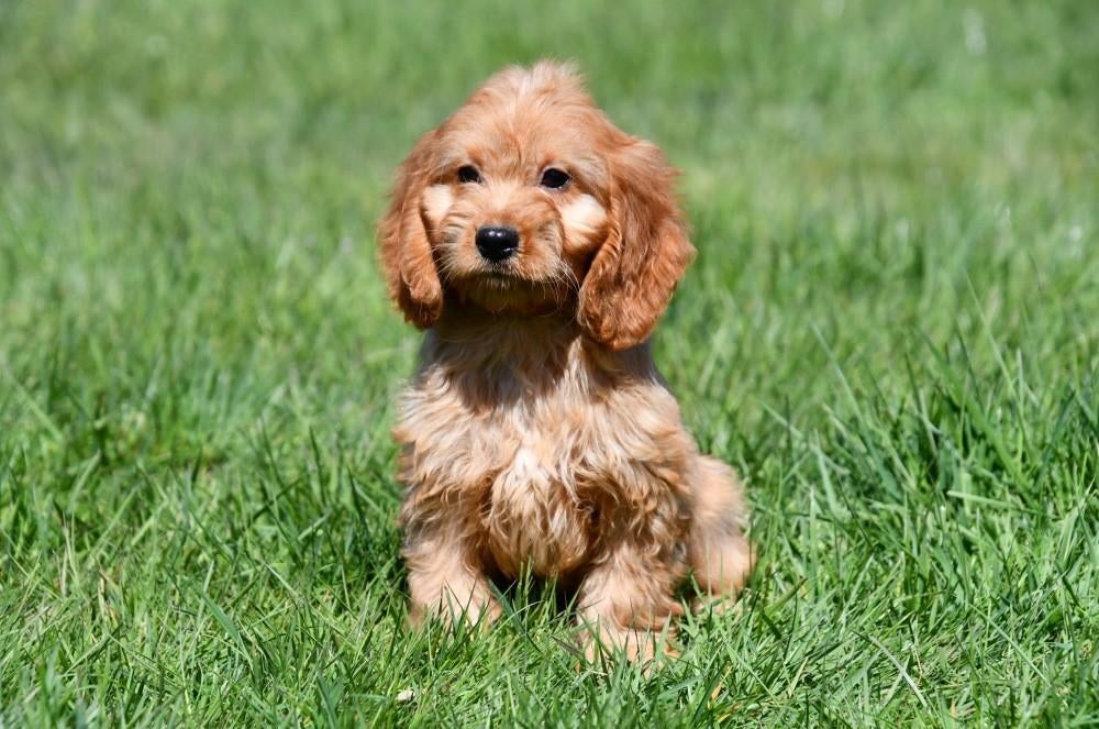 Cockapoo pups te koop, 15 weken tot 1 jaar, Buitenland, Parvo, Meerdere