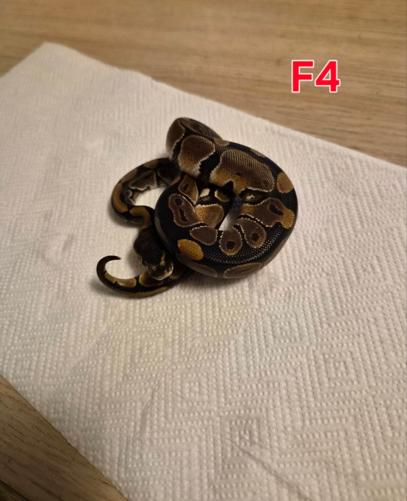 divers python regius classique femelle Ball Python photo 8