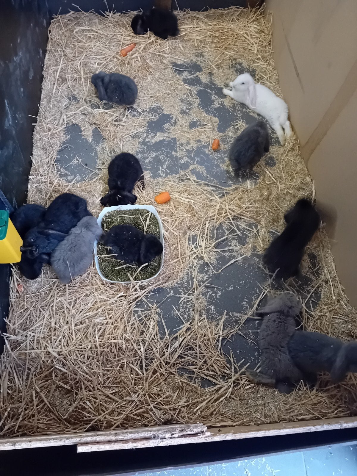 Nog enkele franse hangoren beschikbaar, Dieren en Toebehoren, Konijnen, Meerdere dieren, Groot, Hangoor, 0 tot 2 jaar