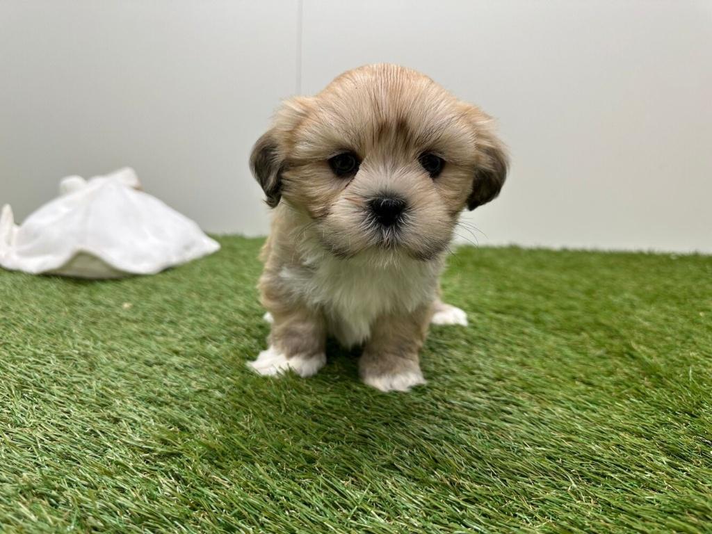 Nestje Lhasa Apso pups, Dieren en Toebehoren, Honden | Chihuahua's en Gezelschapshonden, Parvo, België, Overige rassen, 8 tot 15 weken