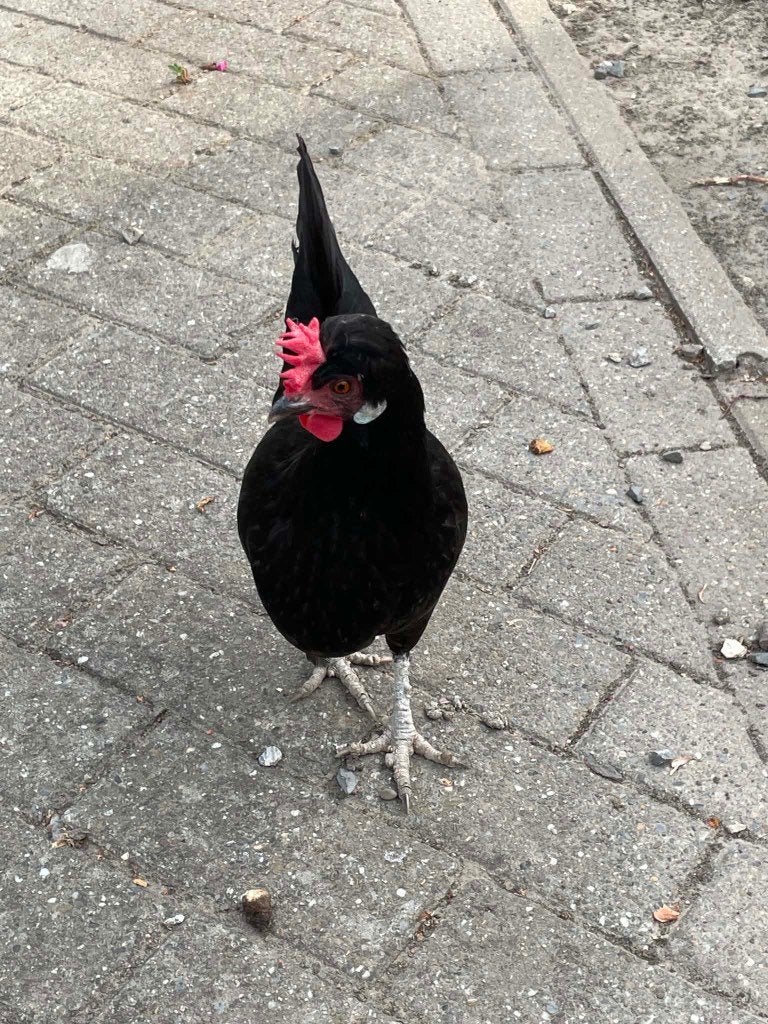 Leghen kruising met kuifhoen, Dieren en Toebehoren, Vrouwelijk, Kip