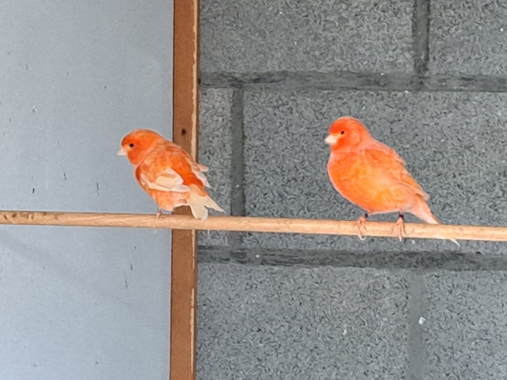 Rode kanaries, Plusieurs animaux, Canari de couleur