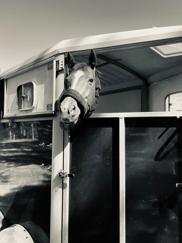 Ifor Williams paardentrailer - TE HUUR, Ophalen