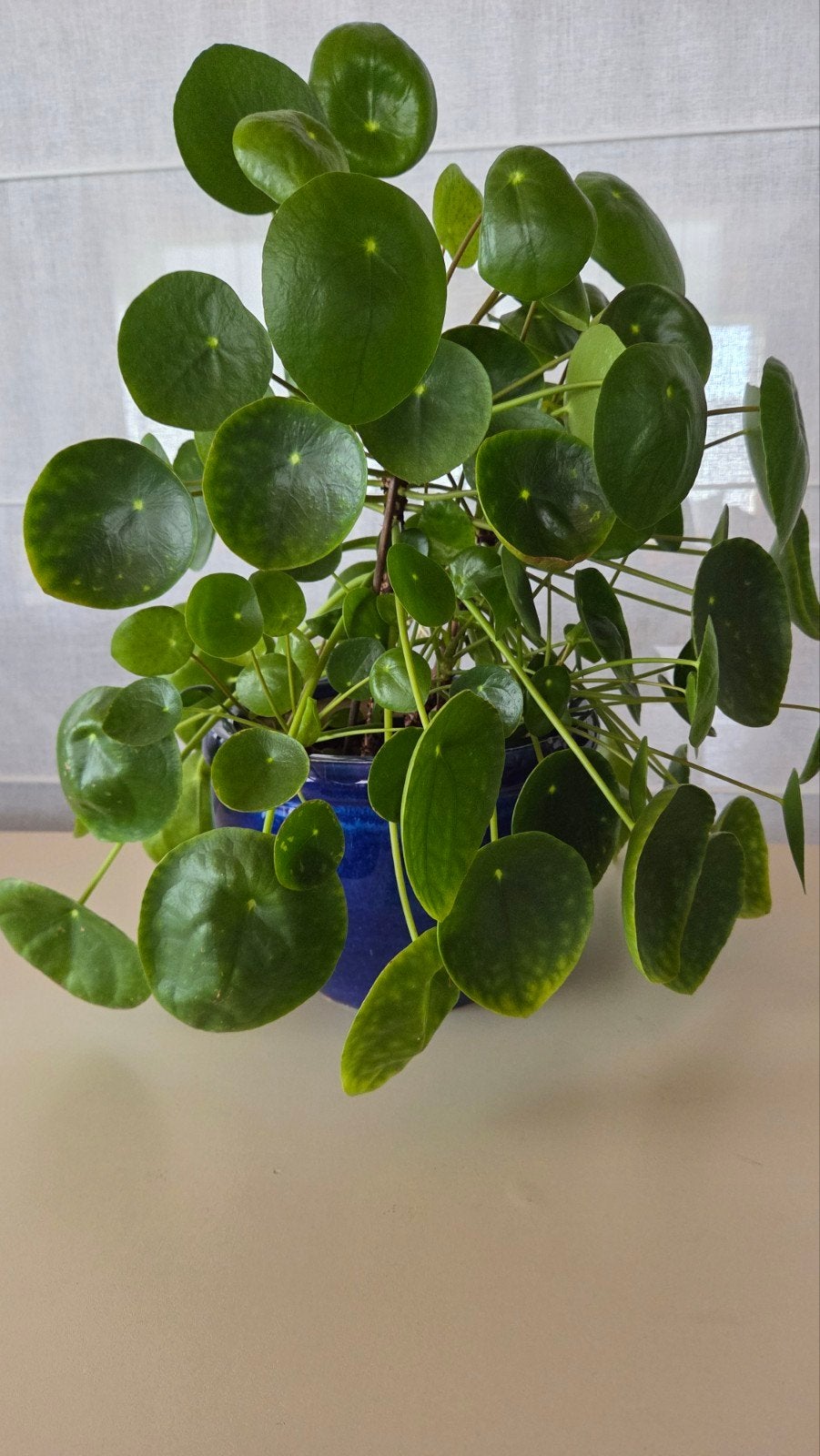 Pannekoekenplant in keramieken pot, Huis en Inrichting, Ophalen