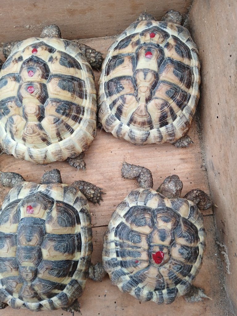griekse landschildpad, Tortue, 3 à 6 ans