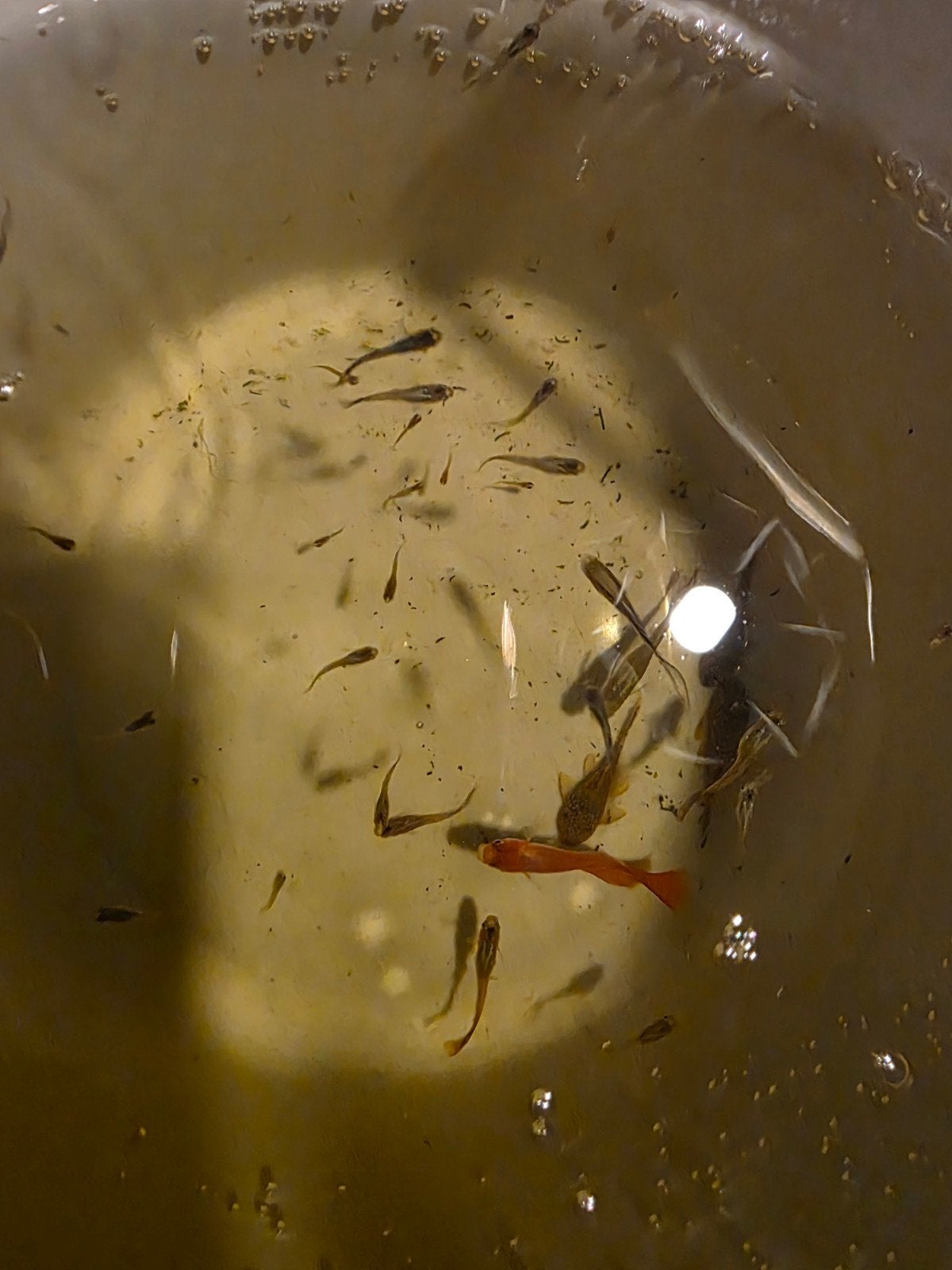 Guppies en ruitenkuisers