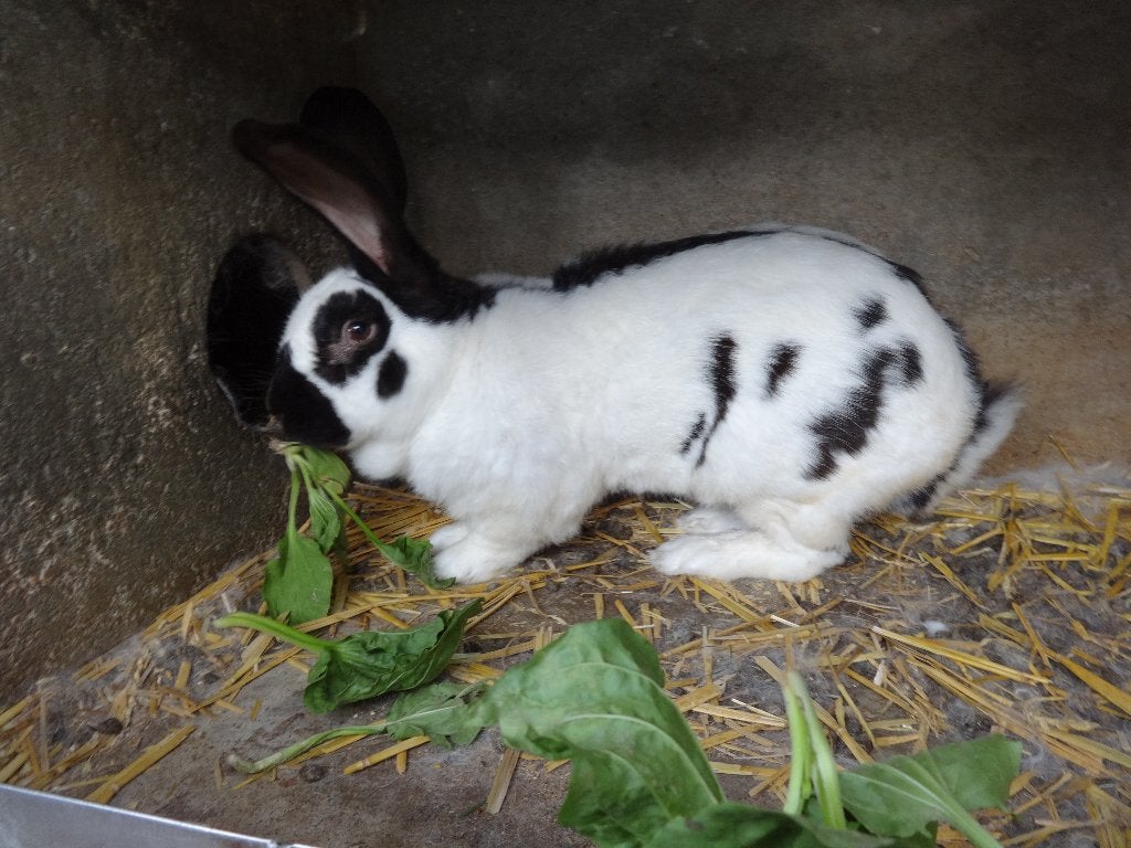 Rasechte Vlinder rammelaar +- 14 maanden, Dieren en Toebehoren, Konijnen, Mannelijk, Middelgroot, 0 tot 2 jaar
