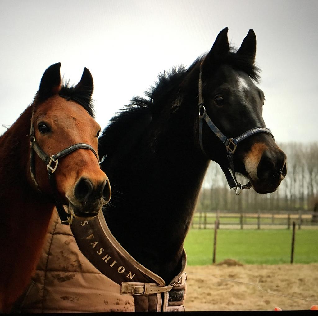 Fok-/draagmerrie te koop, Dieren en Toebehoren, Merrie