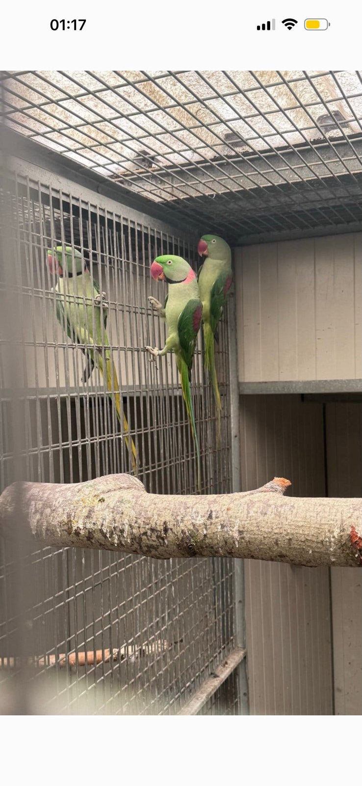 4bewezen productieve kweekkoppels+1jong koppel split blauw., Dieren en Toebehoren, Vogels | Parkieten en Papegaaien, Meerdere dieren