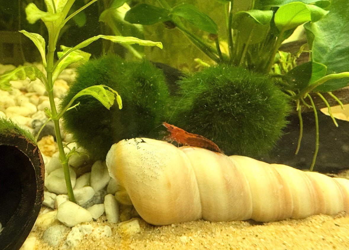 Red/wildcolor neocaridina garnalen (incl. Racing stripe)