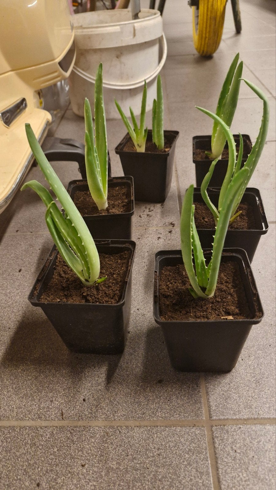 Aloë vera plantjes, Maison & Meubles, Plantes d'intérieur, Enlèvement ou Envoi, Plante succulente
