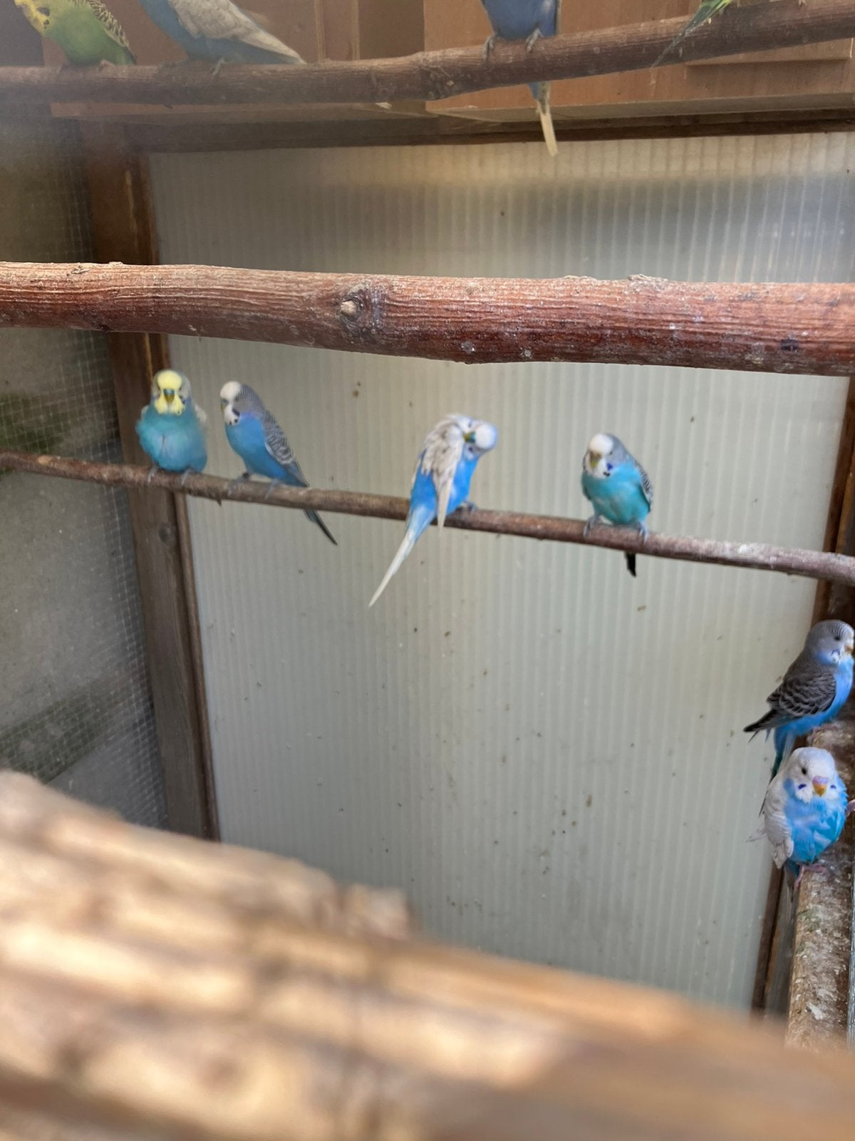 Grasparkieten, Meerdere dieren, Parkiet