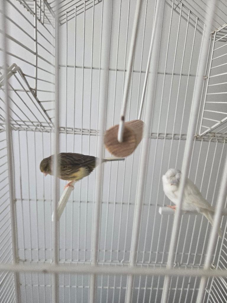 Grande cage et couple de gloster a vendre, Animaux & Accessoires, Enlèvement ou Envoi, Comme neuf