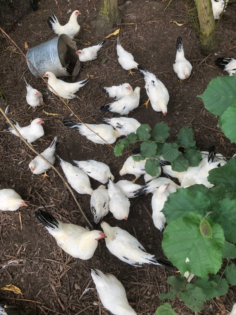 chabo kippen, Femelle, Poule ou poulet