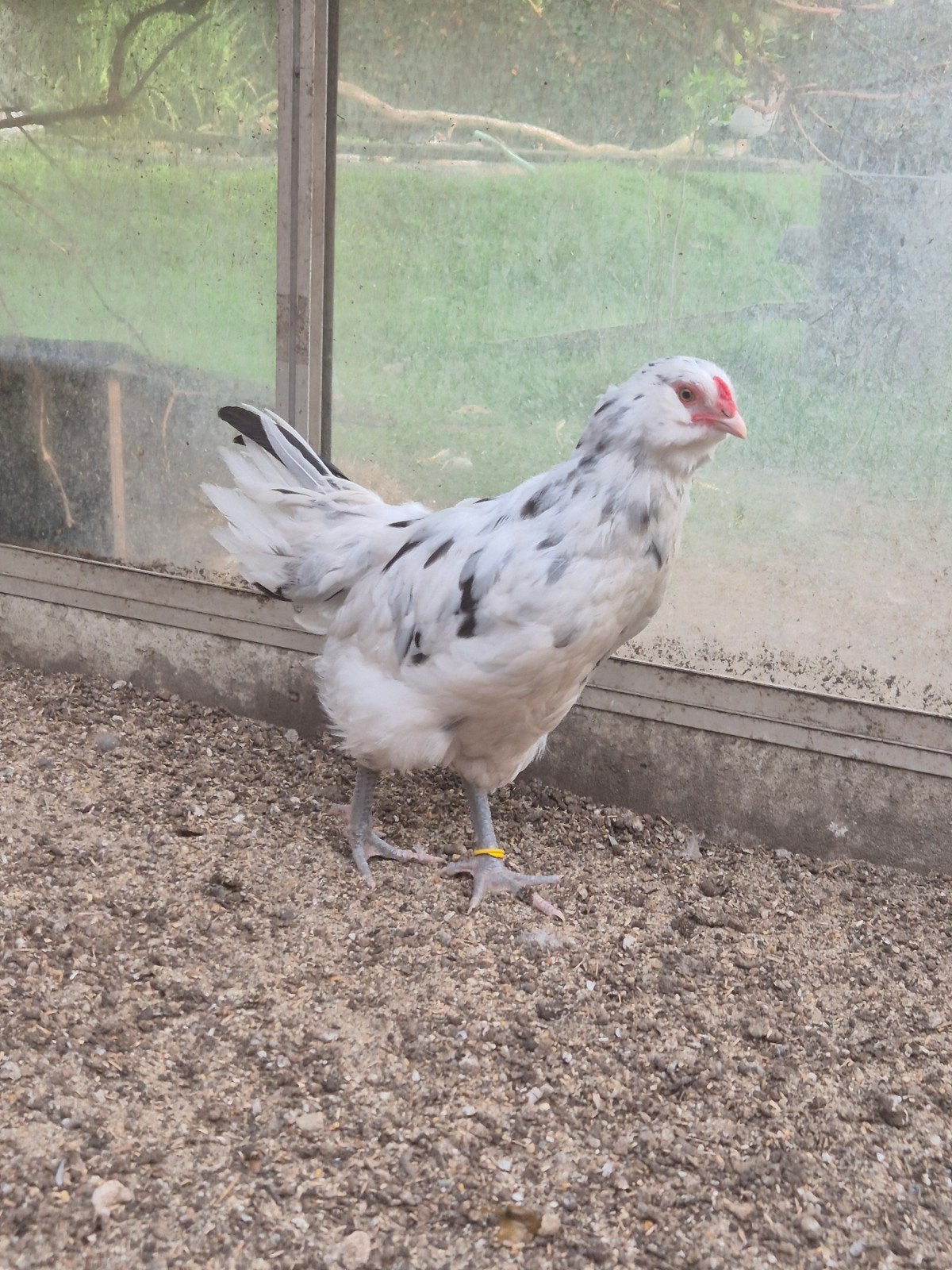 Ameraucana ermine haantjes, Dieren en Toebehoren, Mannelijk, Kip