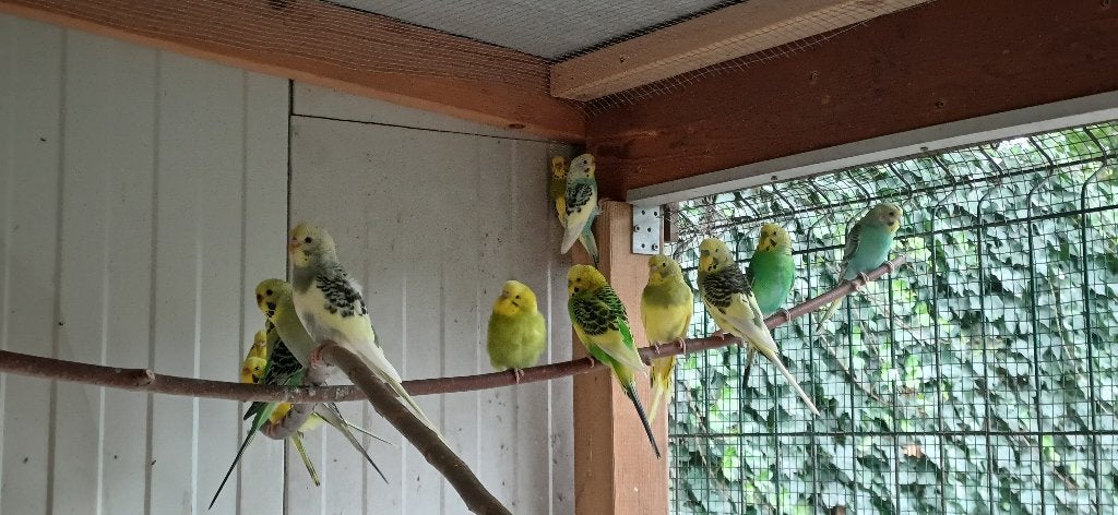 Grasparkieten, Dieren en Toebehoren, Meerdere dieren, Parkiet