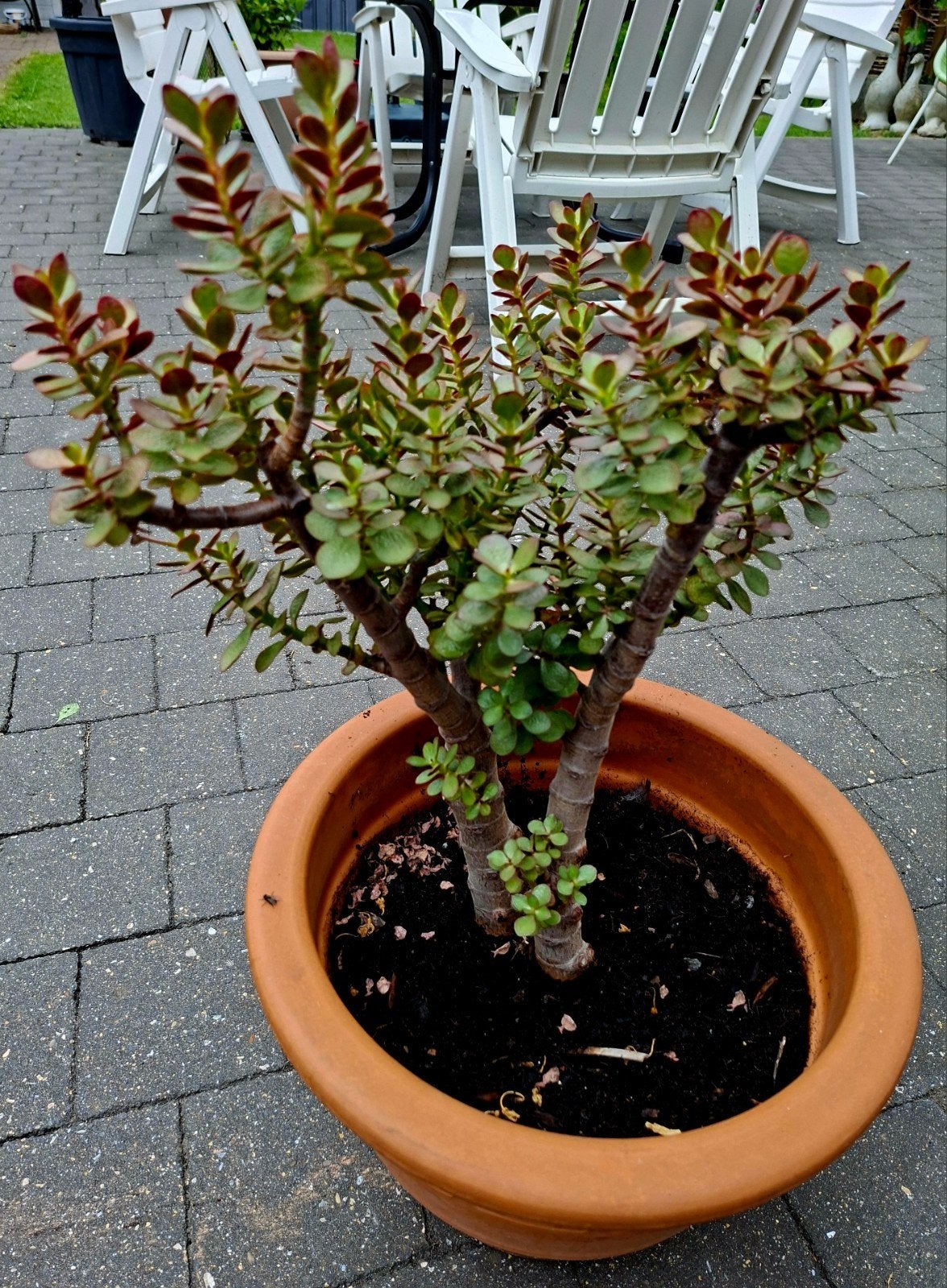 Crassula zonder pot, Enlèvement