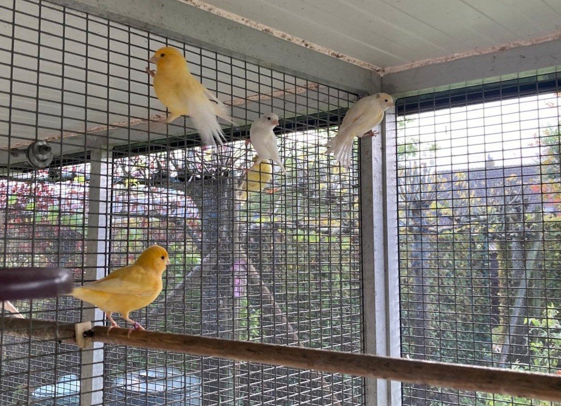kleurkanaries, Dieren en Toebehoren, Kleurkanarie
