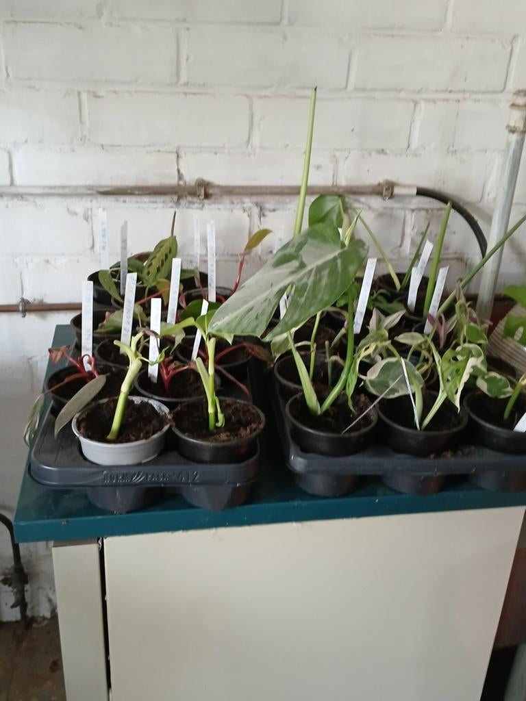 Boutures de plantes d'intérieur, Enlèvement