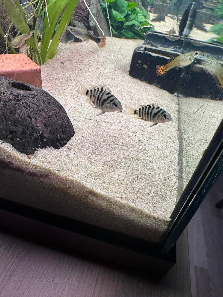 Kleine malawi zebra cicliden tekoop, Dieren en Toebehoren, Vissen | Aquariumvissen