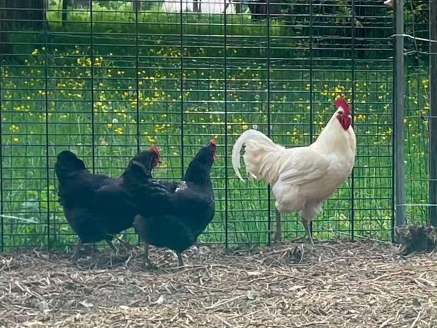 Jersey Giant, Dieren en Toebehoren, Kip