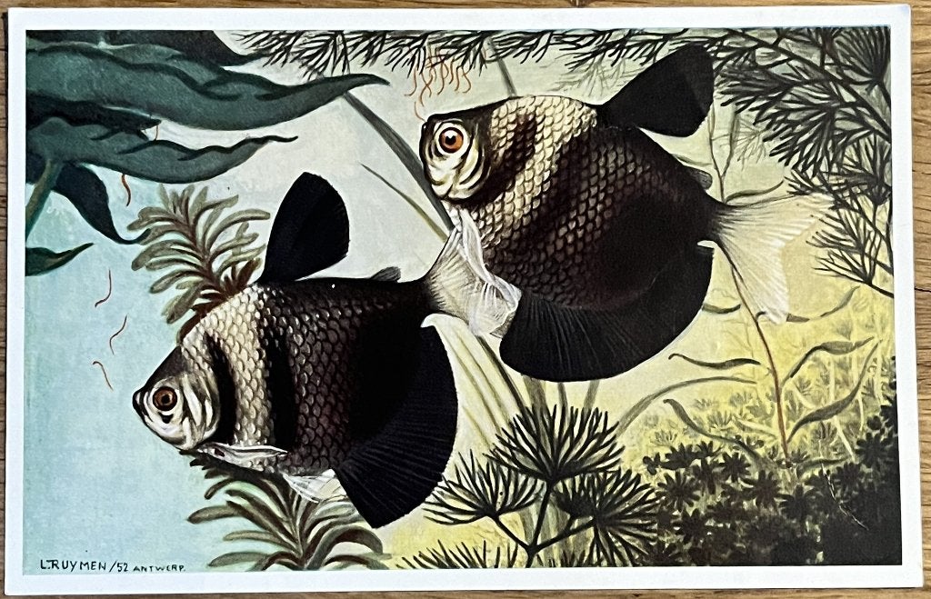 Gymnocorymbus Ternetzi (Black Tetra) - Card, Ophalen of Verzenden, Zo goed als nieuw, Plaatje